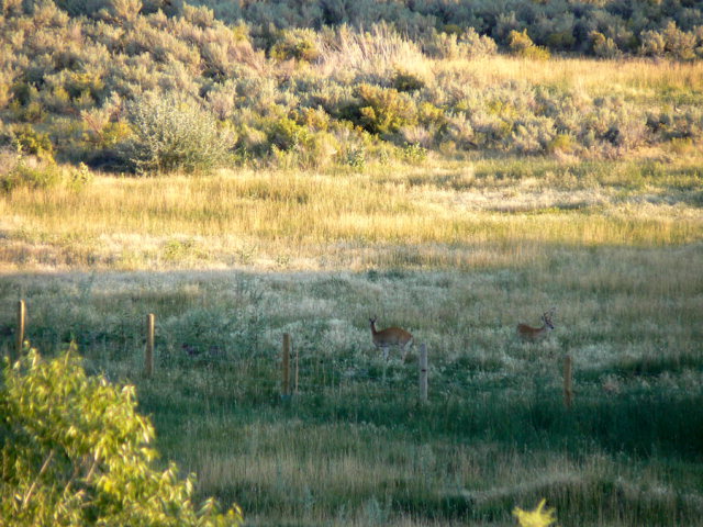 Deer in meadow